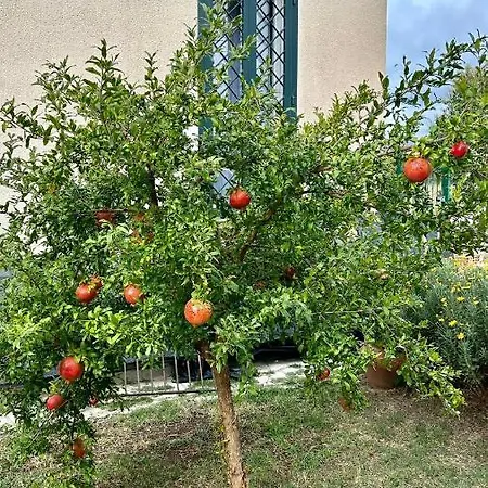 Il Melograno 4*